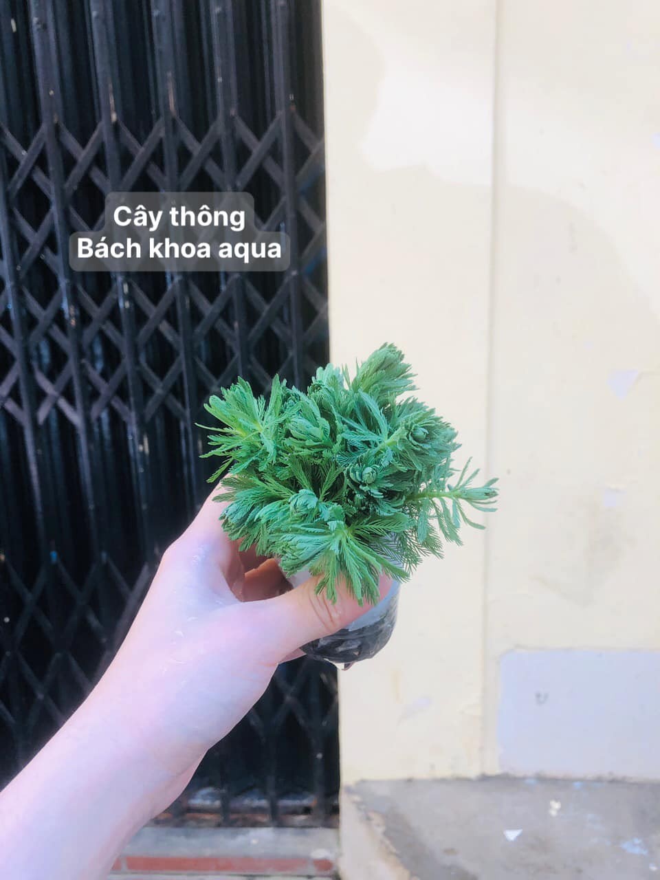 Cây cắt cắm - Cây Thông